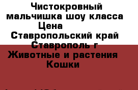 Чистокровный мальчишка шоу класса › Цена ­ 8 000 - Ставропольский край, Ставрополь г. Животные и растения » Кошки   